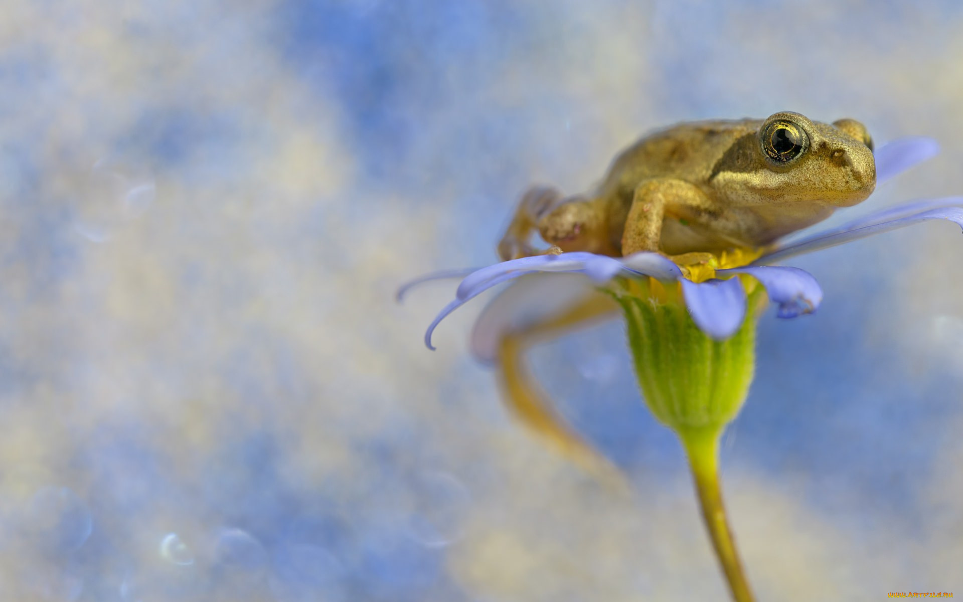 , , , , , flower, frog, background